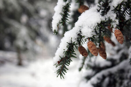 pine cone on tree with fresh fallen snowの写真素材