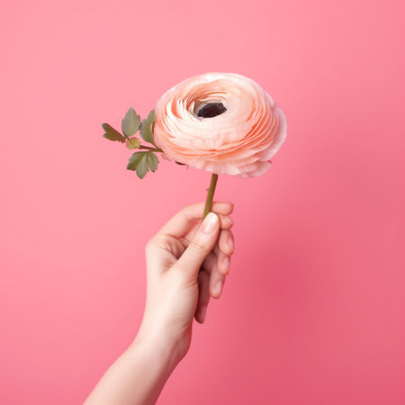 A graceful hand holding a lovely ranunculus flower AIの素材