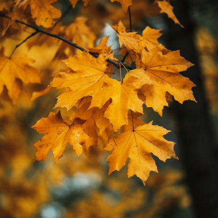 Fall Banner Close-up of Yellow Maple Leaves on Tree Generative AIの素材