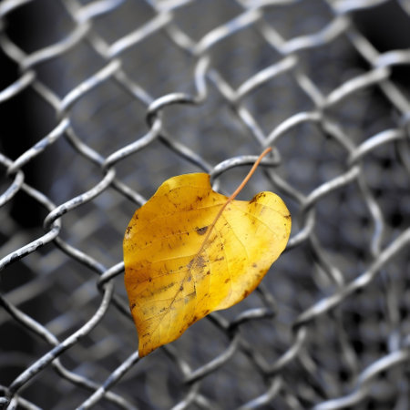 Fall Season Yellow Leaf on Mesh Fence Generative AIの素材