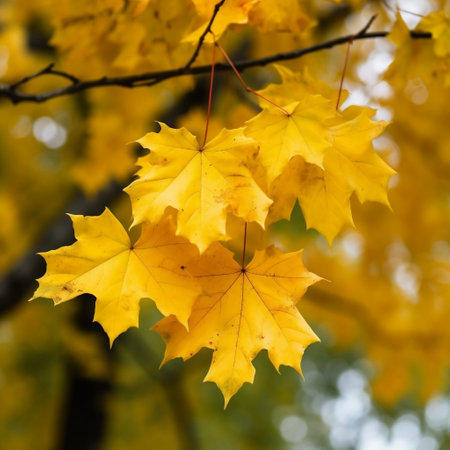 Fall Banner Close-up of Yellow Maple Leaves on Tree Generative AIの素材