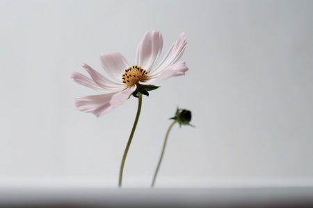 Isolated Close Up of a Single Flower in Photograph Generative AIの素材