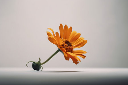 Isolated Close Up of a Single Flower in Photograph Generative AIの素材