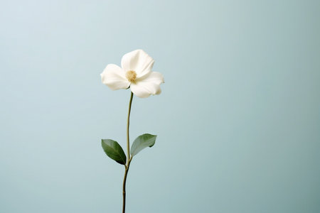 Embodying Serenity A Single White Flower on a Plain Background Generative AIの素材