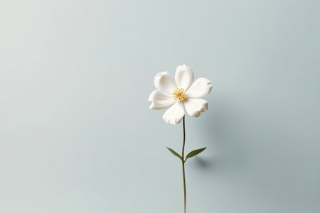 Embodying Serenity A Single White Flower on a Plain Background Generative AIの素材