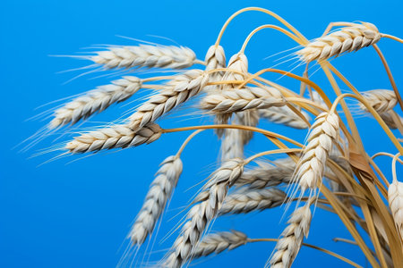 Close Up of Ripe Wheat Stalksの素材