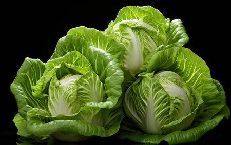 Salad Ingredients: A Closeup of Fresh Butterhead Lettuceの素材