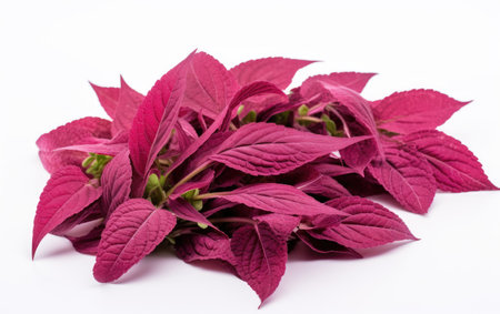 Vibrant Leafy Greens White Backgroundの素材