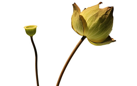 Single Yellow Flower on White Background - Bright and Vibrant Botanical Close-upの素材