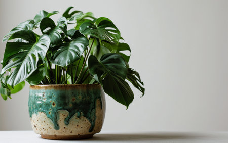 Monstera Deliciosa Plant in a medium Pot on White Backgroundの素材