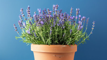 A potted plant bursting with delicate lavender flowers in full bloomの素材
