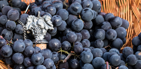 Metal winemaking emblem surrounded by black grapes in a wicker basketの写真素材