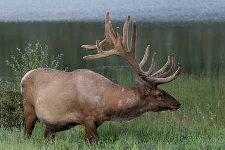 Wild Antlered bull Elk or Wapiti (Cervus canadensis) grazing in the wildgrass and wildflowers, Banff National Park Alberta Canadaの写真素材