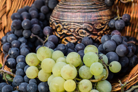 Old clay wine jug surrounded by black and white grape bunches with wicker basket as a backgroundの写真素材