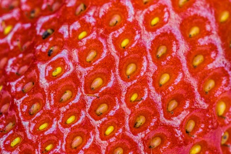 Strawberry macro photography.の写真素材