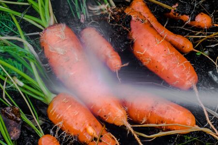 Fresh organic carrots right out of the ground. Washing off dirt, Organic gardening at its finest.