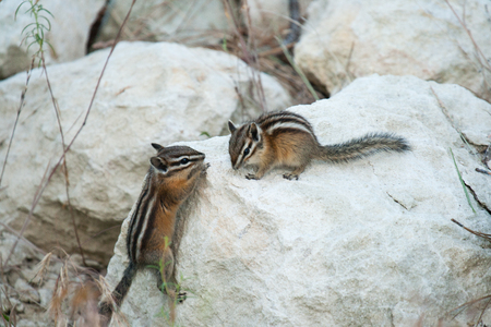 Couple of playfull chipmanks on the rocksの写真素材