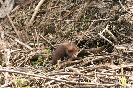 Wild mink posing in early springの写真素材