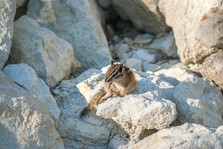 Chipmank playing around on the rocks just before the sun set.の写真素材