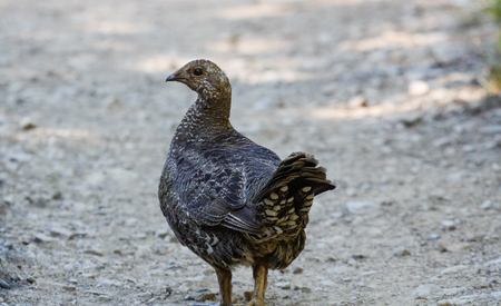 Grouse at Hurricane Ridgeの写真素材