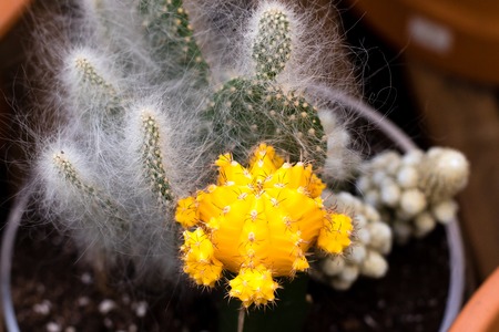 Grafted yellow cactus followed by opuntias with hair like spines.の写真素材