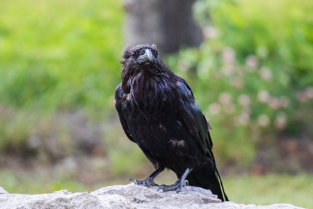 Common Raven (Corvus corax) in Northwest Territories NWT of Canadaの写真素材