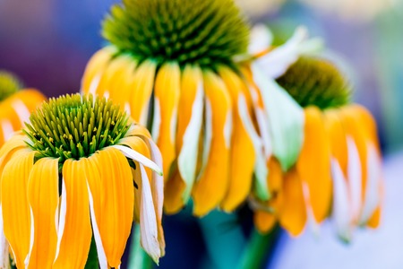 Echinacea yellow flowers blooming. Echinacea used in alternative medicine a an immun sytem booster.の写真素材