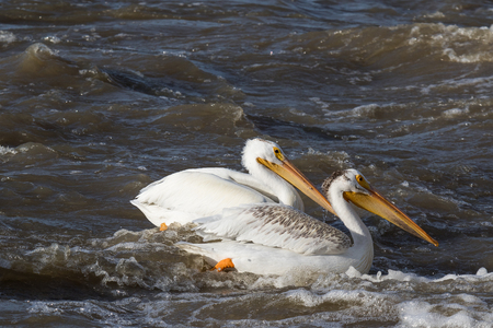 White pelicans flying over to far North for mating at Slave River, Pelican Rapids, Ft. Smith, Northwest Territories, Canadaの写真素材