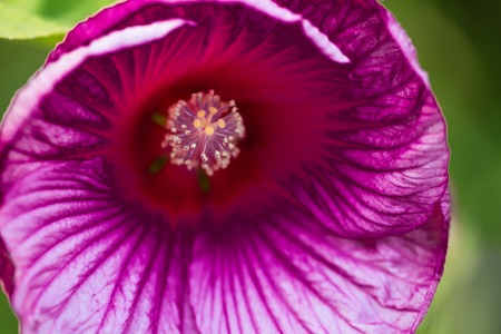 Hibiscus moscheutos of Malvaceae family. Blooming flower close up. Floral background. Shallow depth of field.の写真素材