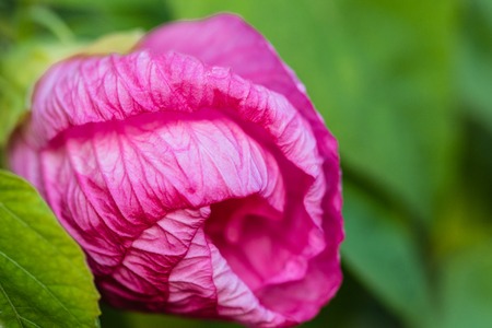 Hibiscus moscheutos of Malvaceae family. Blooming flower close up. Floral background. Shallow depth of field.の写真素材