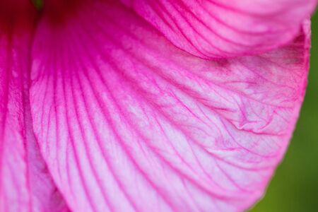 Hibiscus moscheutos of Malvaceae family. Blooming flower close up. Floral background. Shallow depth of field.の写真素材