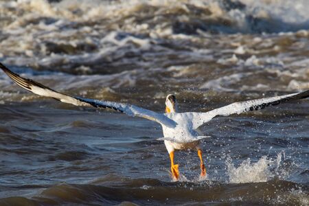 Great White Pelicans (Pelecanus onocrotalus) flying over to Canadian north for mating at Slave River, Pelican Rapids, Ft. Smith, Northwest Territories, Canadaの写真素材