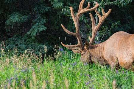 Antlered bull elk during rutting season, grazing in the wildgrass and wildflowers. Banff National Park Alberta Canadaの写真素材