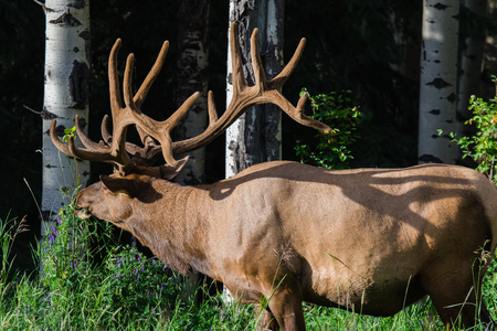 Big male elk at Banff National Park, Alberta, Canada.の写真素材