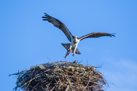 Osprey (Pandion haliaetus) flying with fish in tallons over the big nest. Mackenzie river, Northwest territories ( NWT) Canadaの写真素材