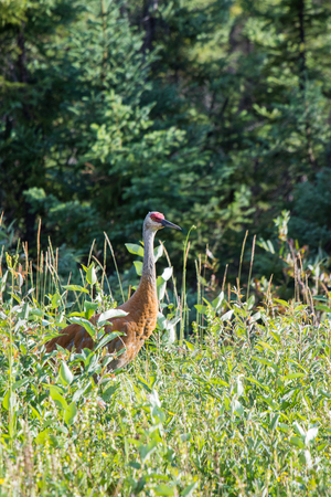 Sandhill crane (Antigone canadensis) walking in high wild grass and low bush at Mackenzie river, Northwest territories ( NWT) Canada.の写真素材
