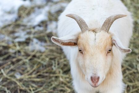 Cute funny dwarf goat looking at camera. Beautiful farm animal at petting zoo.の写真素材