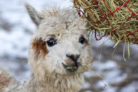 A funny alpaca close-up eating grass and chewing. Beautiful llama farm animal at petting zoo.の写真素材