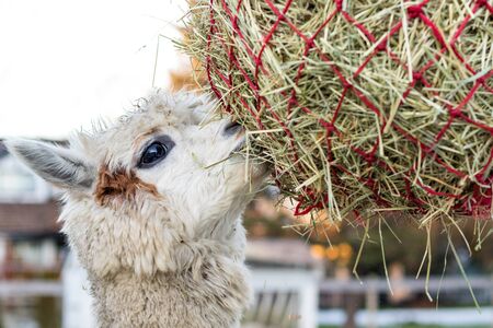 Cute alpaca eating hay. Beautiful llama farm animal at petting zoo.の写真素材