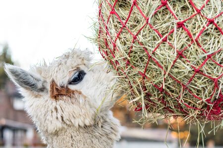 Cute alpaca eating hay. Beautiful llama farm animal at petting zoo.の写真素材