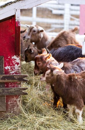 Group of cute dwarf goats eating hay by the barn. Beautiful farm animals at petting zoo.の写真素材