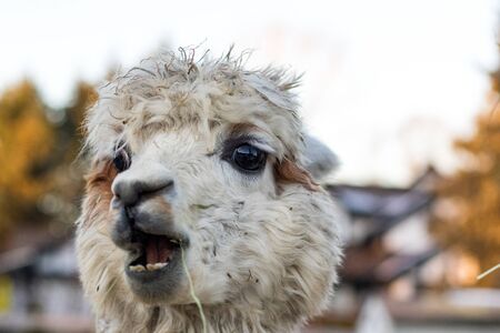 Funny alpaca eating hay. Beautiful llama farm animal at petting zoo.