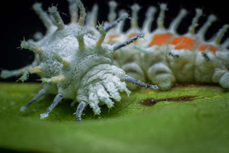 Atlas Moth Larva- Attacus atlas is one of the largest species of butterflyの写真素材