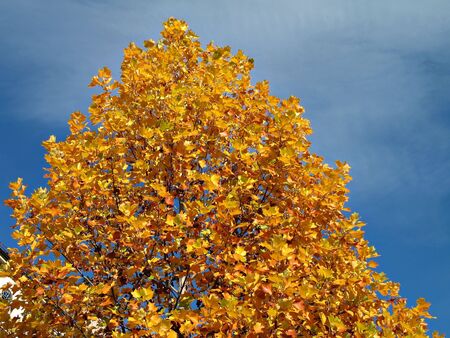 A big tree with different yellow variation of leaves in fall season