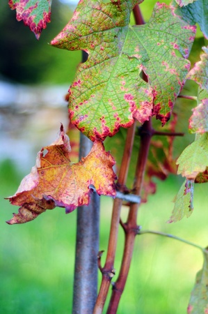 Detail of autumnal leaves turning red of an italian vineyardの写真素材