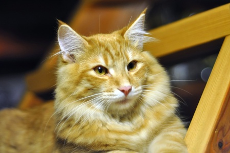 Portrait of a long red haired Norwegian Forest cat, about 3 monthsの写真素材
