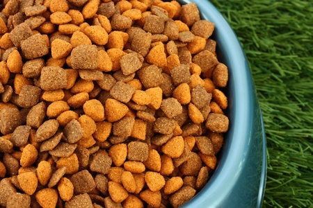 Dog Food Sitting In a Dog Bowl 