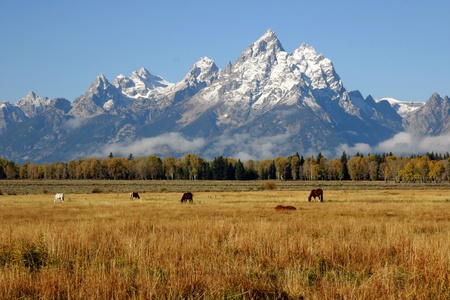Many horses grazing below the Grand Tetonsの写真素材