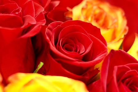 Roses in flowers shopの素材