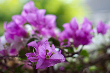 Purple Bougainvillea with dreamy bokeh in low light.の写真素材